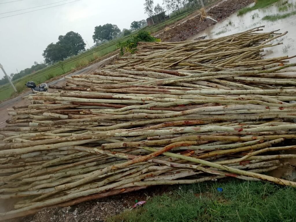 यूकेलिप्टस
