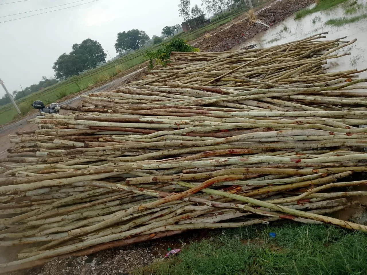 यूकेलिप्टस